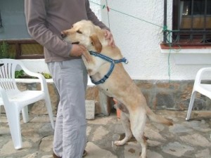 El perro labrador y su entrenador