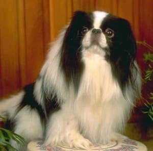 CHIN JAPONES 1 300x296 Fotos del perro Chin japonés