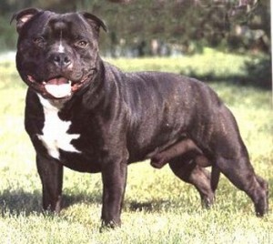 PIT BULL 2