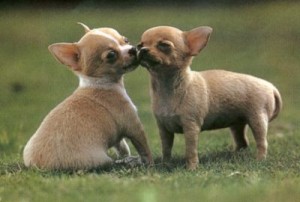 bebes-chihuahua