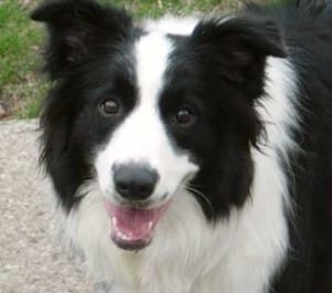 border-collie1