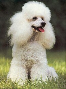 caniche3