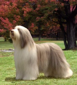 Collie Barbudo