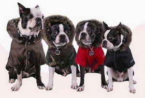 Mascotas Invierno