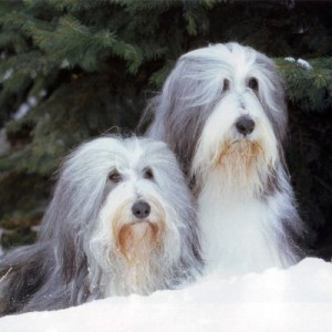collie barbudo 2
