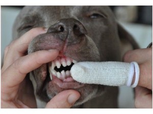 salud ental perros