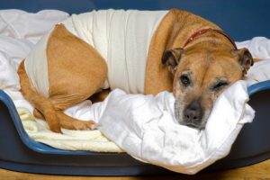 Que es la torción de estomago en el perro