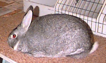 razas de conejos