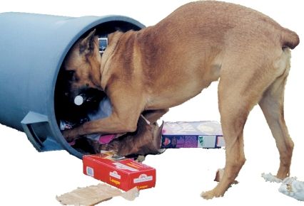 conducta canina