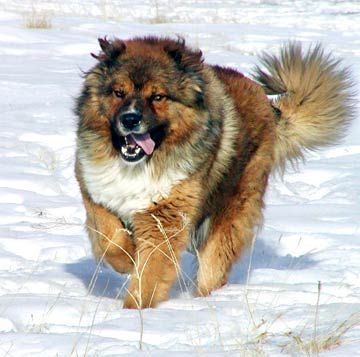 Perro pastor del Cáucaso cuidados especiales