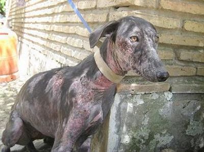 MUCHA RAZA CANINA mucha raza canina: