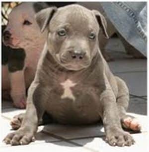 Conozca a Zeus un bello cachorro American Pitbull Terrier