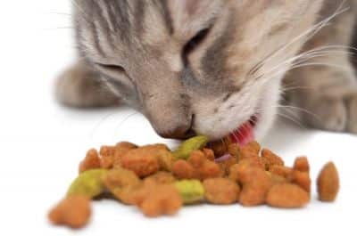 comida sana gatos