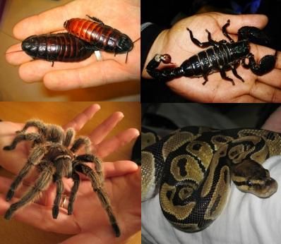 mascotas exoticas exoticas 1 Menores de cinco años no deberían tener mascotas exóticas