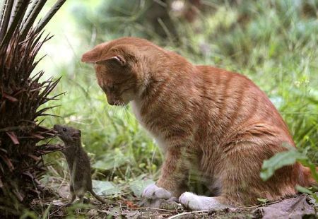 paseo de gatos