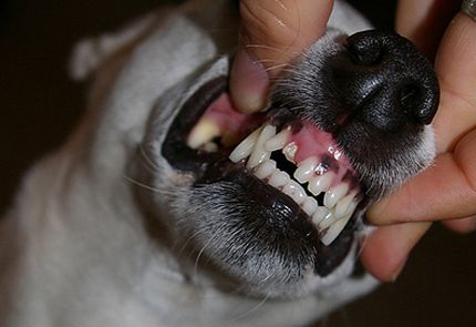 dientes de los perros