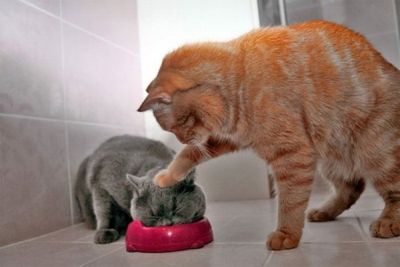 receta para gatos
