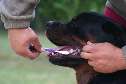 Cómo lavarle los dientes a un perro y evitar enfermedades
