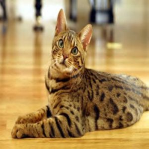 GATO COMUNES gato comunes: