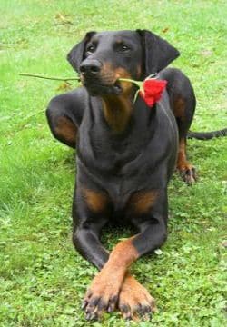 cuidados del doberman