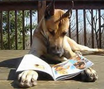 Imagenes De Animales Inteligentes | descubre cuales son los animales m 225 s inteligentes Imagenes De Animales Inteligentes | descubre cuales son los animales m 225 s inteligentes