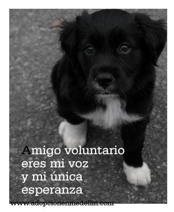 adopcion de mascotas