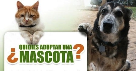 Queremos ser adoptados 5 Queremos ser adoptados 5