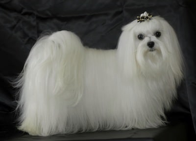 Cómo tratar el pelo del perro maltés Cómo tratar el pelo del perro maltés