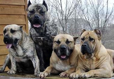 Perro de raza Dogo Canario