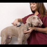 Caída del pelo en Perros