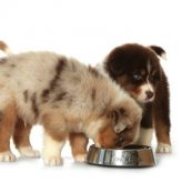 Cómo afecta la falta de Nutrientes a tu Perro