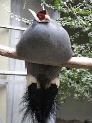 La obesidad en las aves La obesidad en las aves 2 La obesidad en las aves