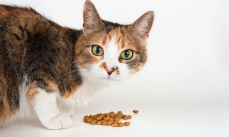 Cuidados y Nutricion del Gato  Cuidados y Nutrición del Gato  