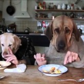El apetito en los Perros
