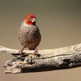 El capuchino de cabeza roja