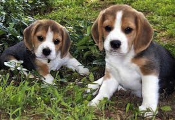 El perro Beagle El perro Beagle