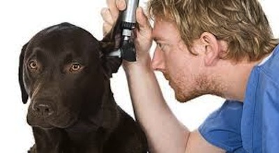 Infecciones del oído en perros como prevenirlas