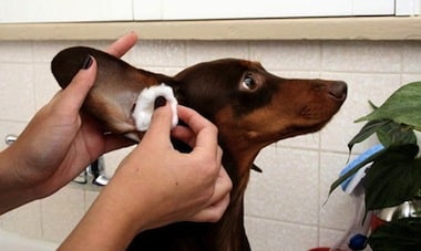 Infecciones de oído en perros