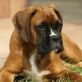 La educación del perro Bóxer