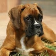 La educación del perro Bóxer