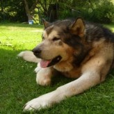 Cómo reconocer un perro con artrosis