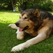 Cómo reconocer un perro con artrosis