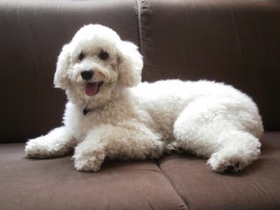 El French Poodle El French Poodle