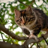 El Gato y sus siete vidas