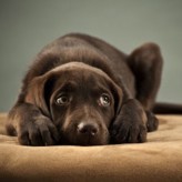 Los perros que le temen a las personas