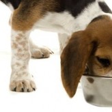 Pautas para alimentar nuestra mascota