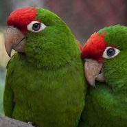 Prevención en la salud de los Loros