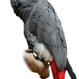 Cuidados del loro gris africano o yaco