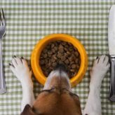 Diferentes dietas para Mascotas