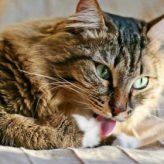 El Gato y su Vejez